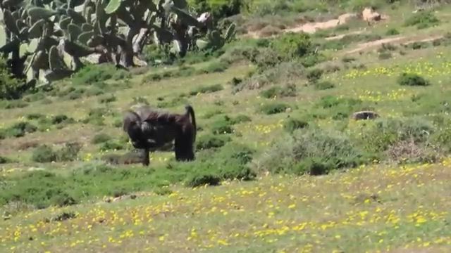 Wide screen video test