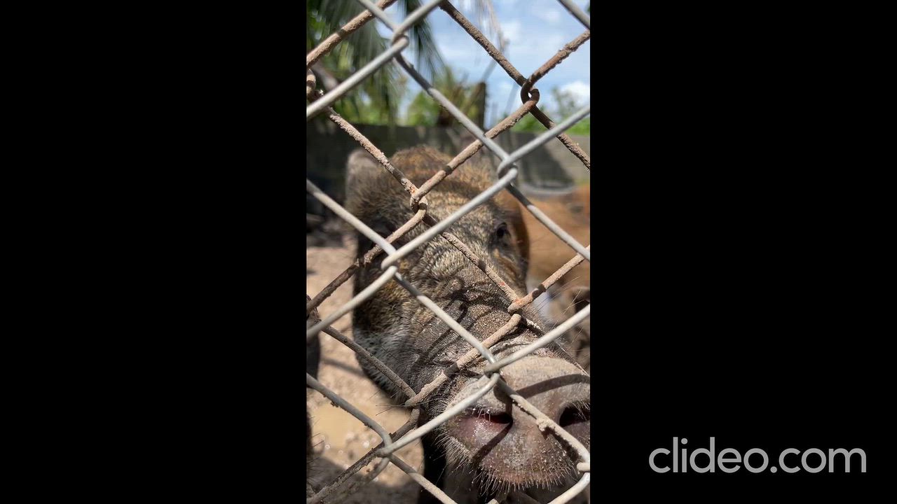 Pigs